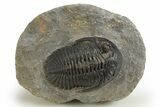 Hollardops Trilobite Fossil - Ofaten, Morocco #312771-5